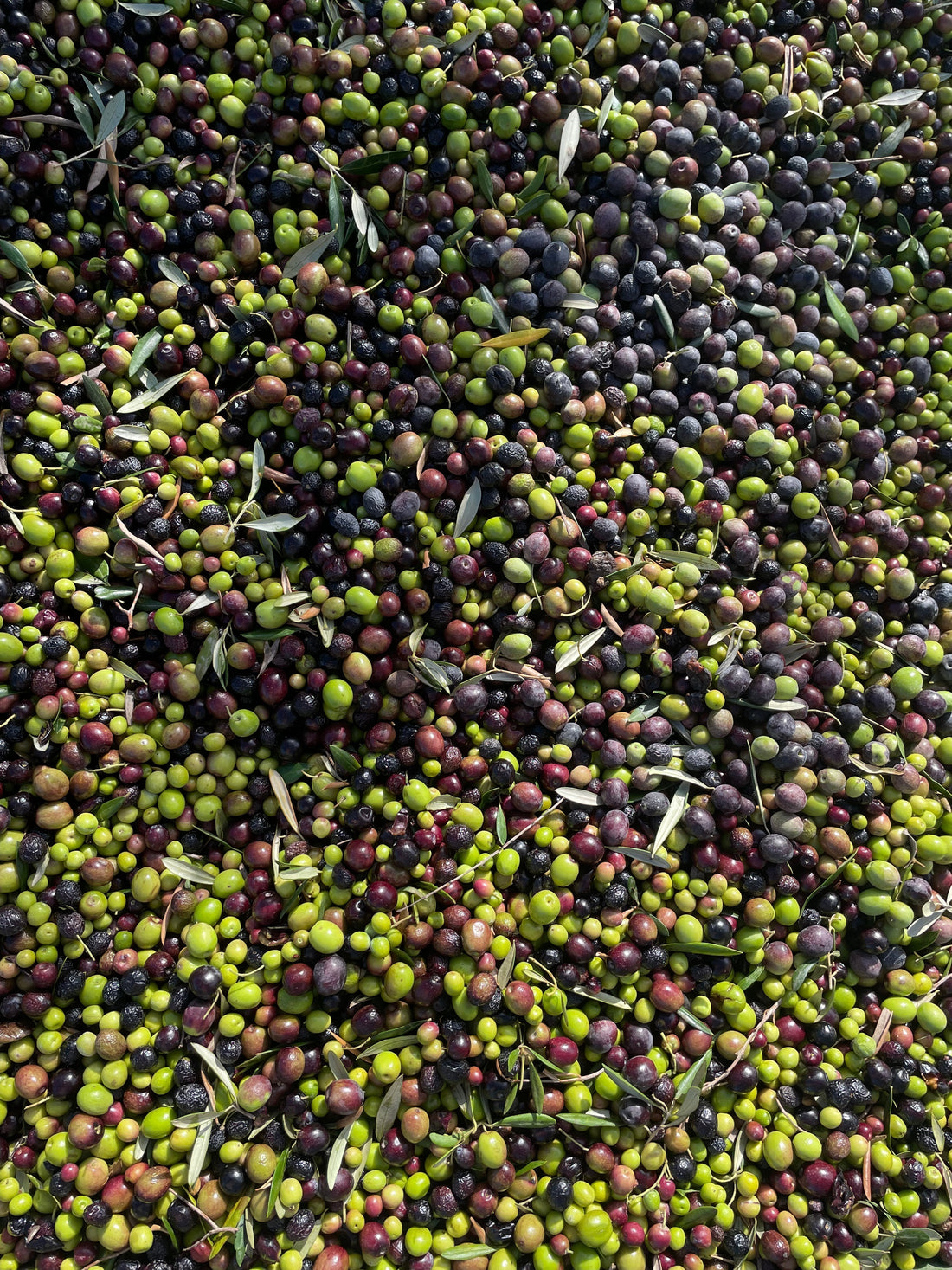 Huile d’olive vierge extra artisanale production Espagne récolte olives