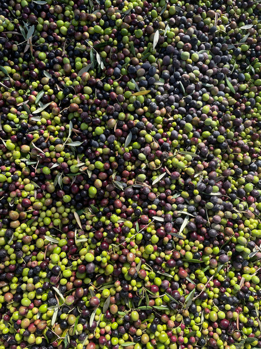 Huile d’olive vierge extra artisanale production Espagne récolte olives