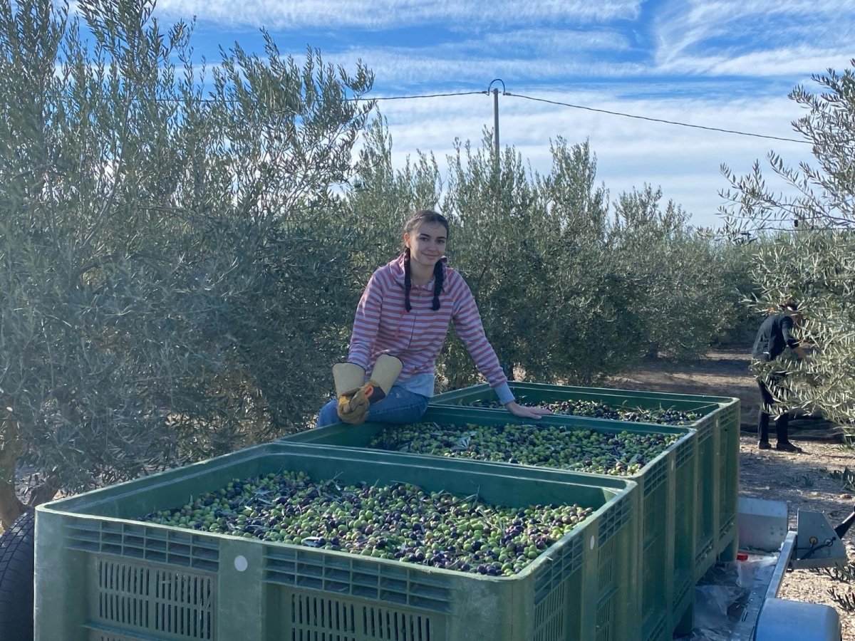 Récolte familiale de nos olives